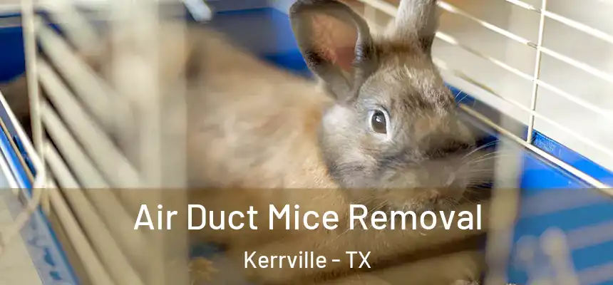  Air Duct Mice Removal Kerrville - TX